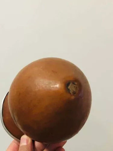 Cuia Antiga De Chimarrão Com Desenho De Cavalo