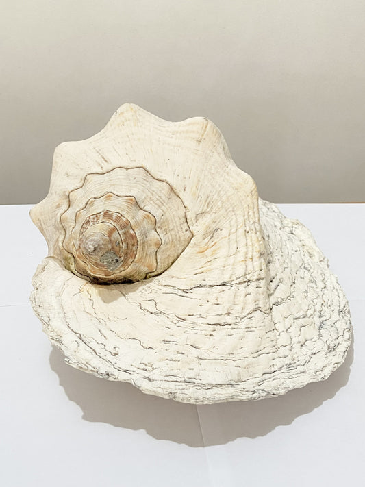 Concha Do Mar Rara Búzio Gigante Natural Strombus 33cm
