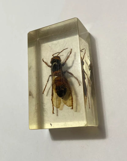 Inseto Preservado Em Resina Transparente Vespa Grande antigo