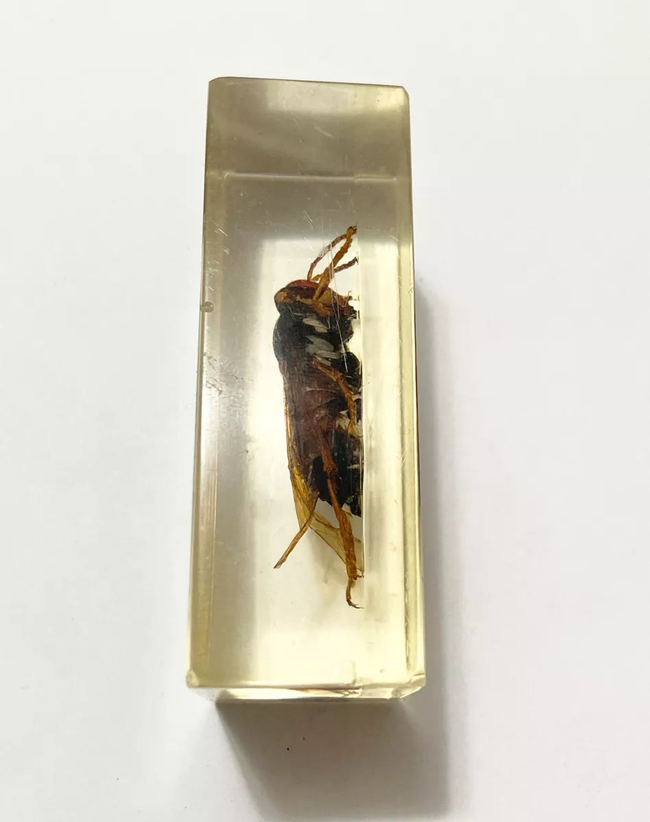 Inseto Preservado Em Resina Transparente Vespa Grande antigo