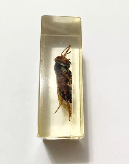 Inseto Preservado Em Resina Transparente Vespa Grande antigo