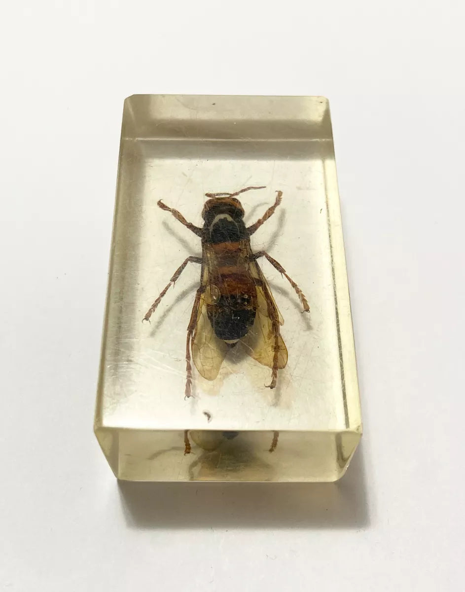 Inseto Preservado Em Resina Transparente Vespa Grande antigo