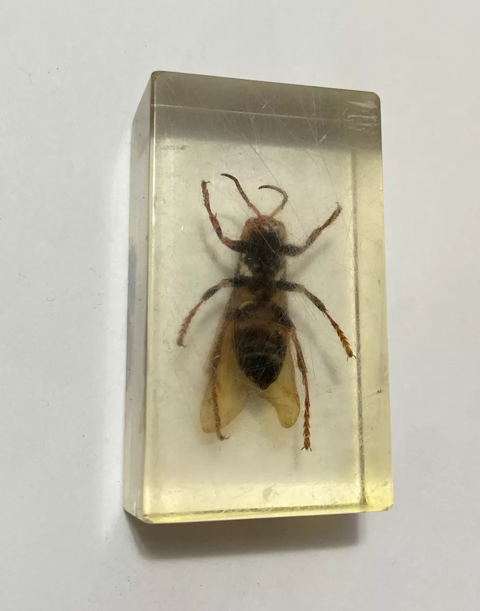 Inseto Preservado Em Resina Transparente Vespa Grande antigo