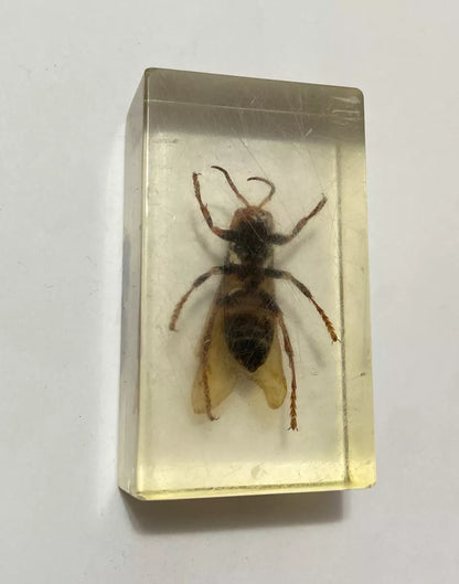 Inseto Preservado Em Resina Transparente Vespa Grande antigo